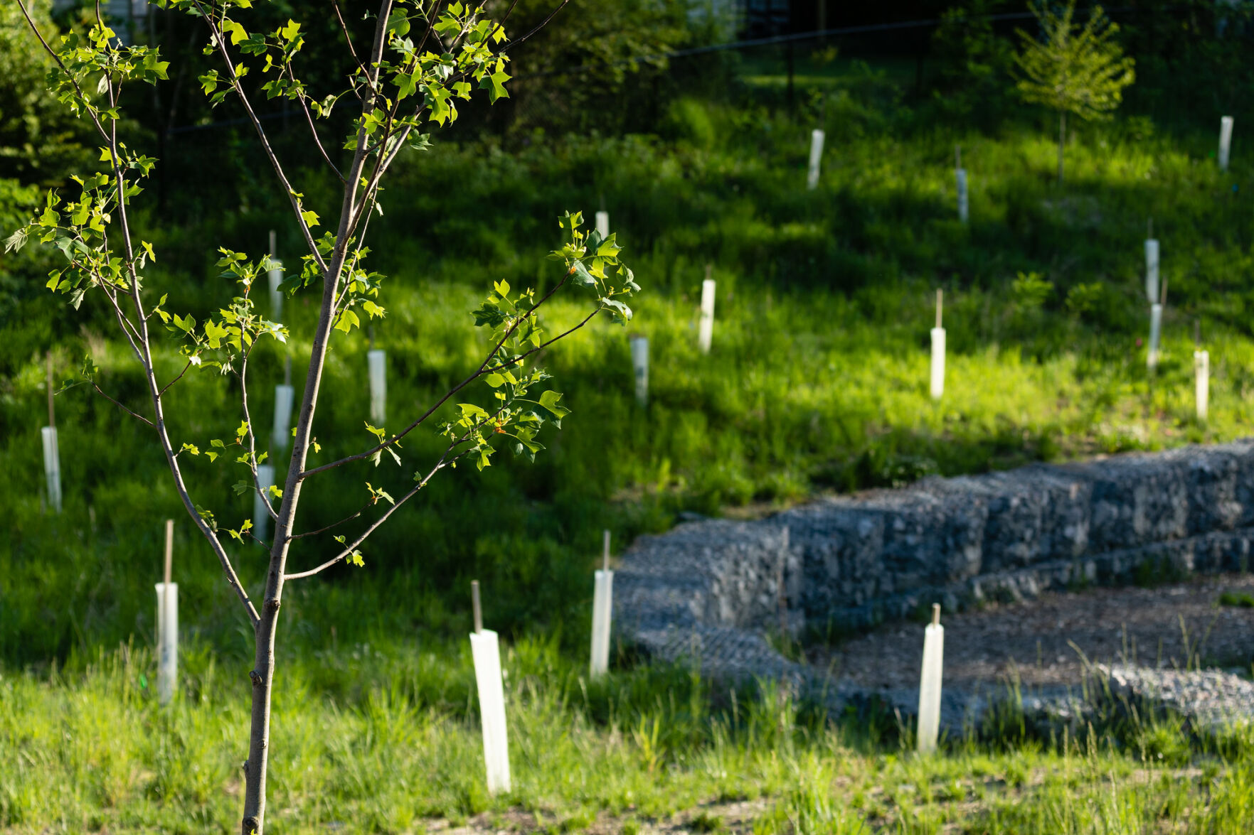 Tree planting in Hopewell, VA